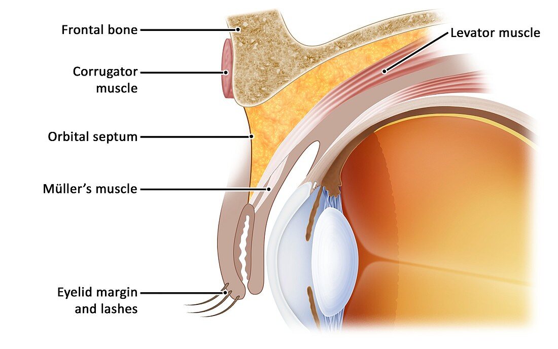 Eye socket anatomy, illustration