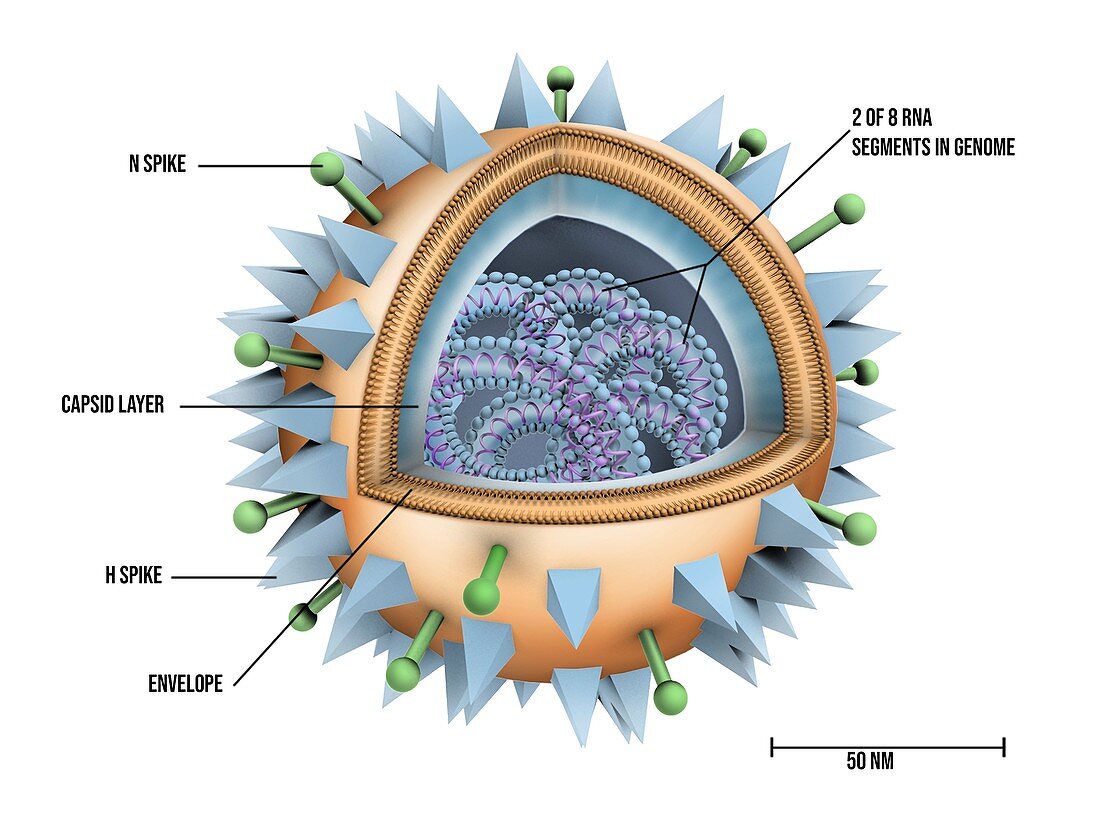 Flu virus particle structure, illustration