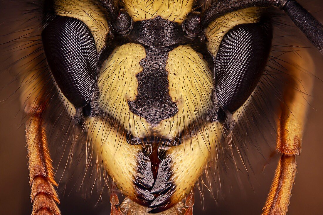 Head of a hornet, macrophotograph