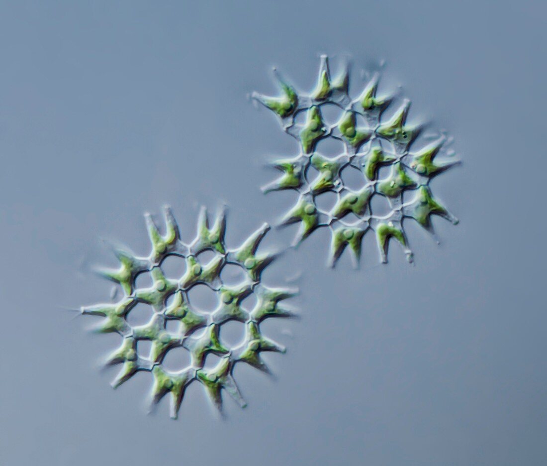Pediastrum dupley algae, LM