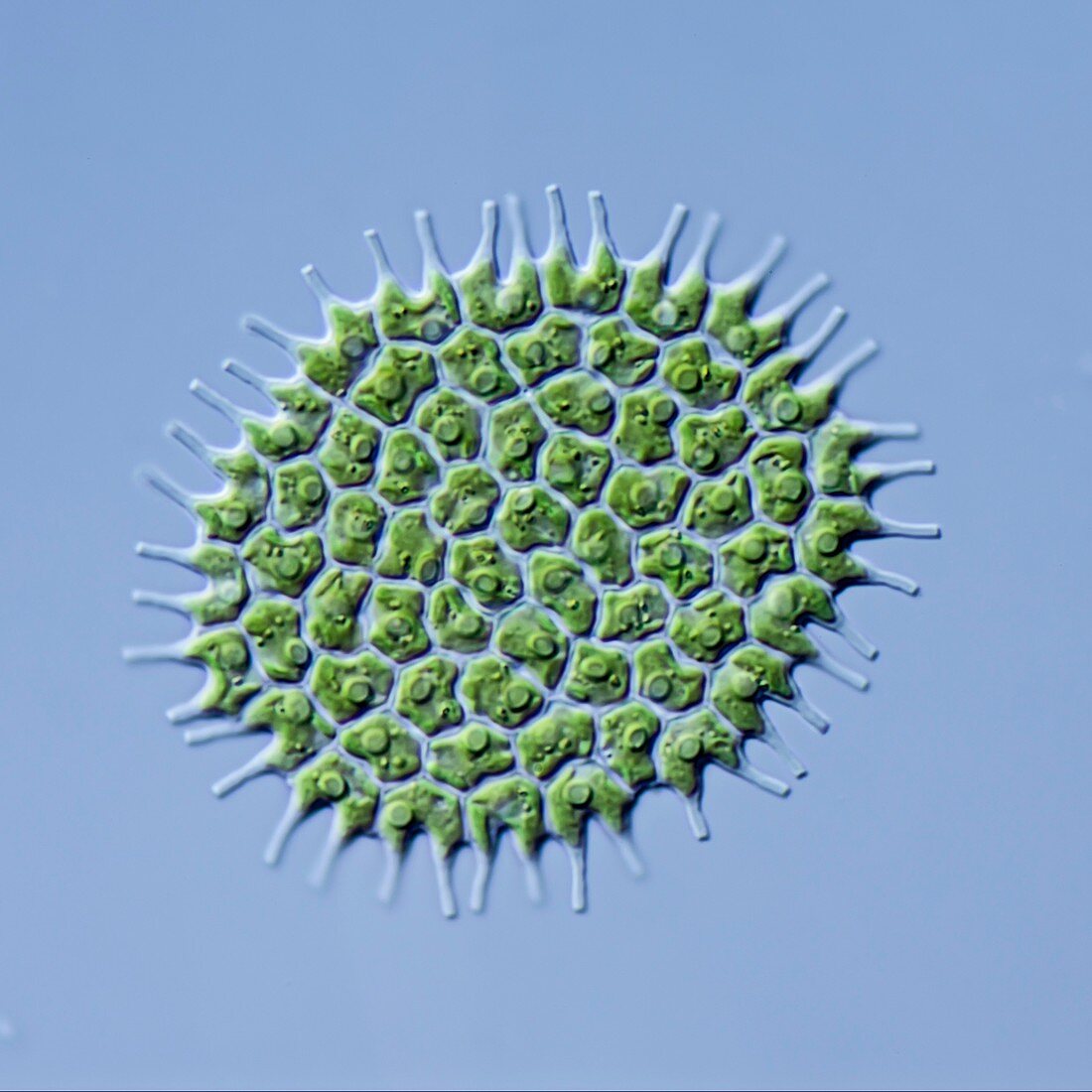 Pediastrum boryanum alga, LM