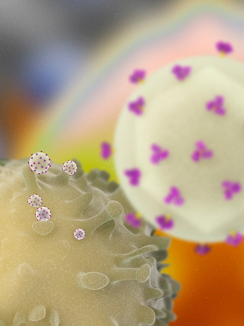HTLV-1 virus infecting a T-lymphocyte, illustration