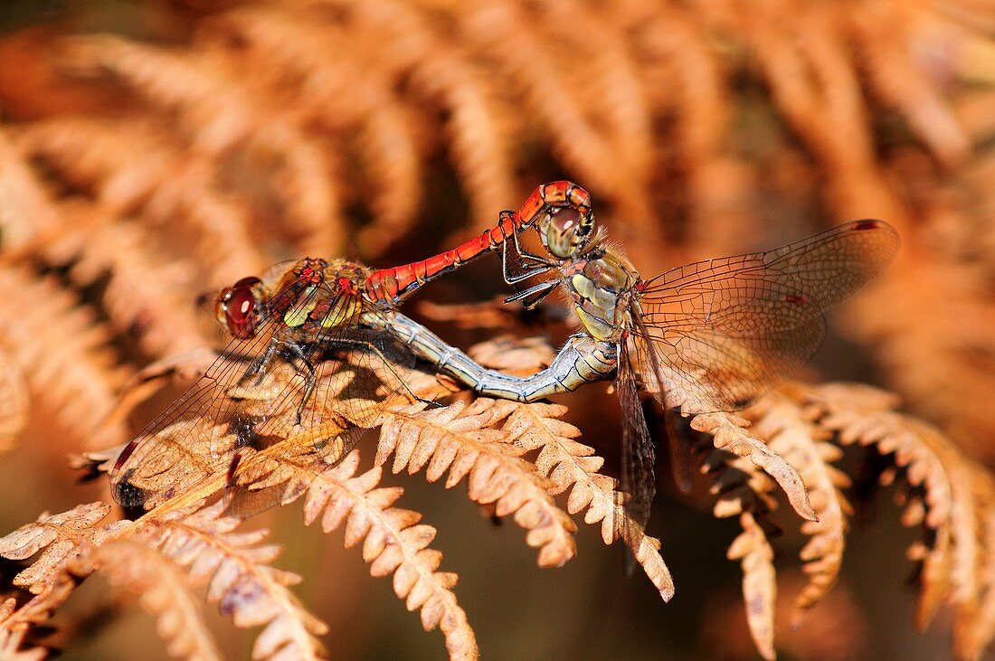 Mating pair of common darter dragonflies