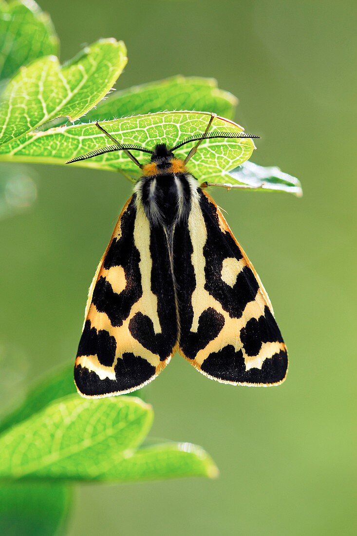 Wood tiger moth