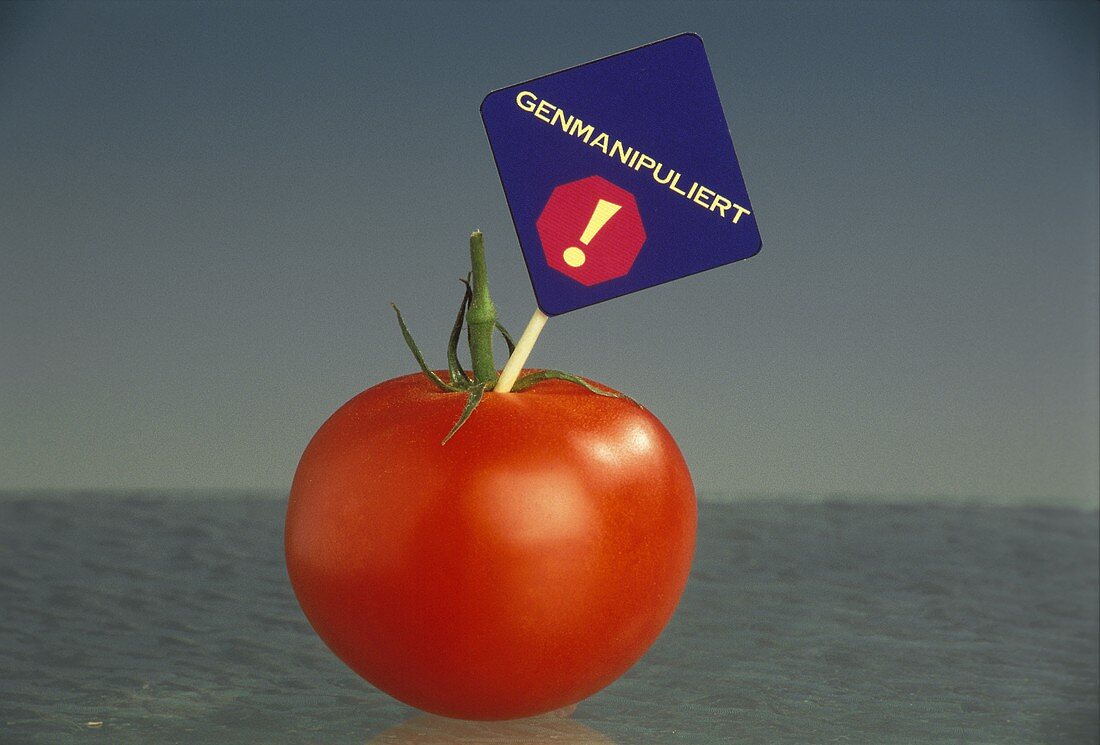 Genetically Altered Tomato