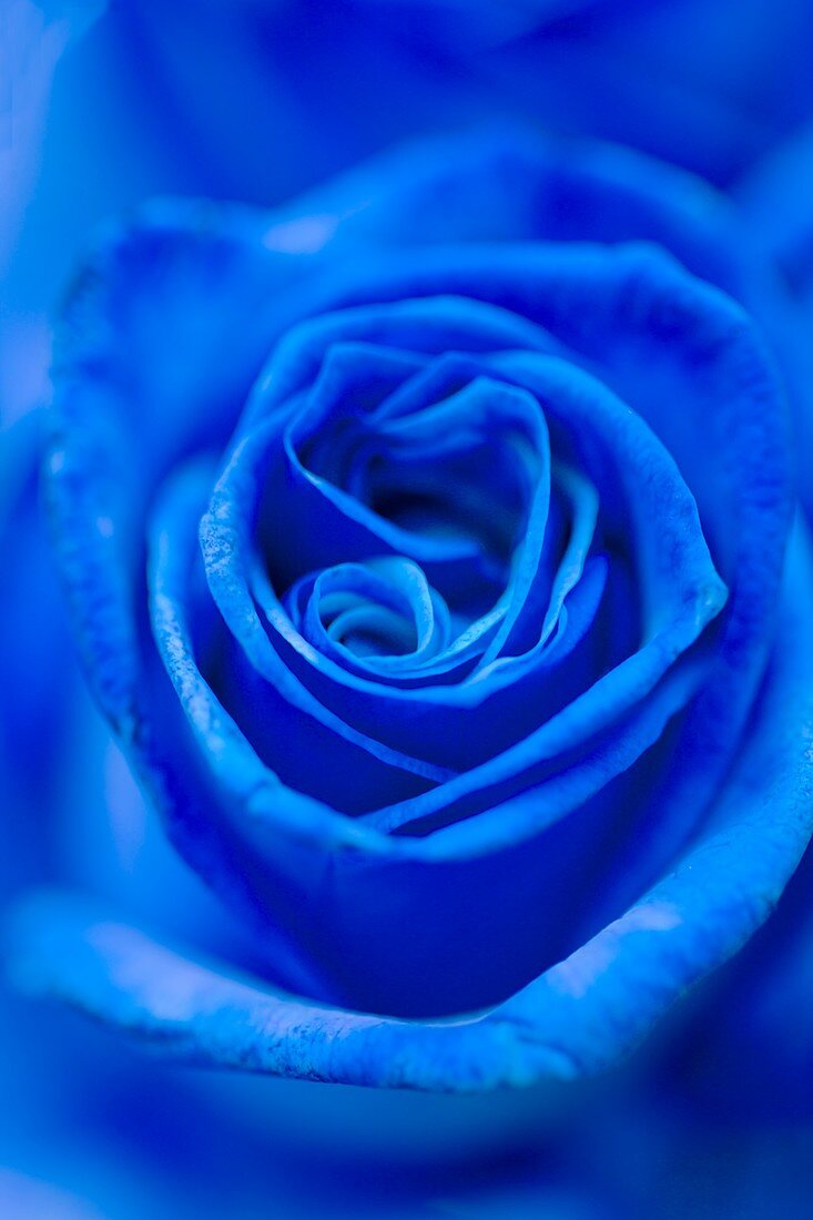 Blue dyed rose (Rosa sp.)