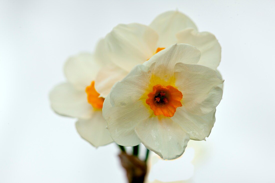 Daffodil (Narcissus 'Sir Winston Churchill')