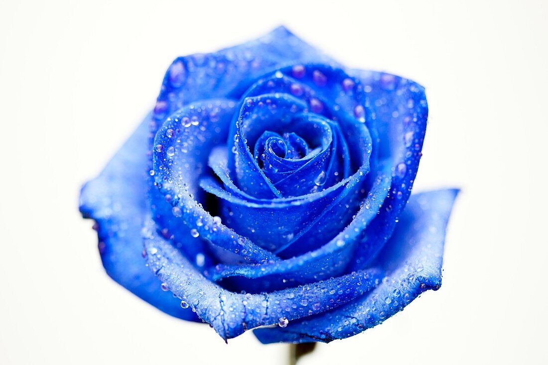 Blue dyed rose (Rosa sp.)