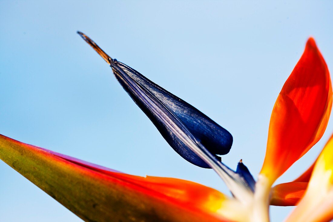 Bird of paradise (Strelitzia sp.) flower