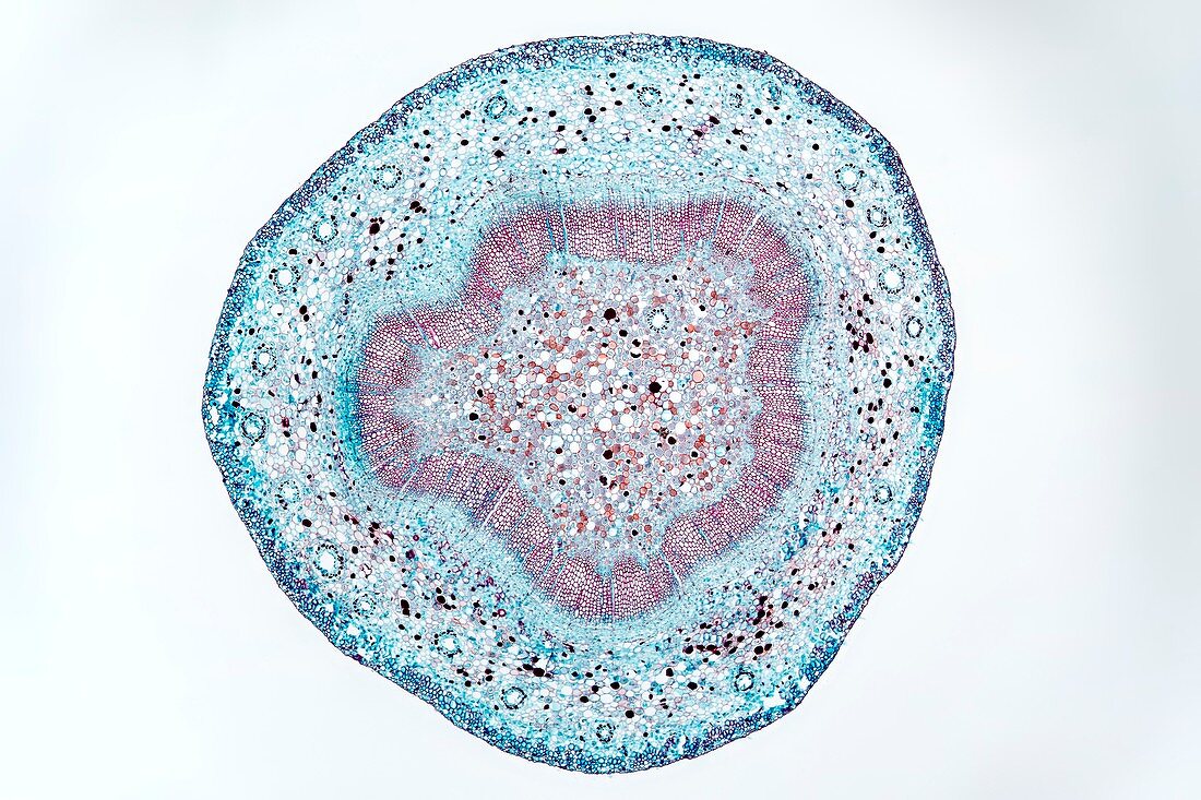 Ginkgo stem, light micrograph