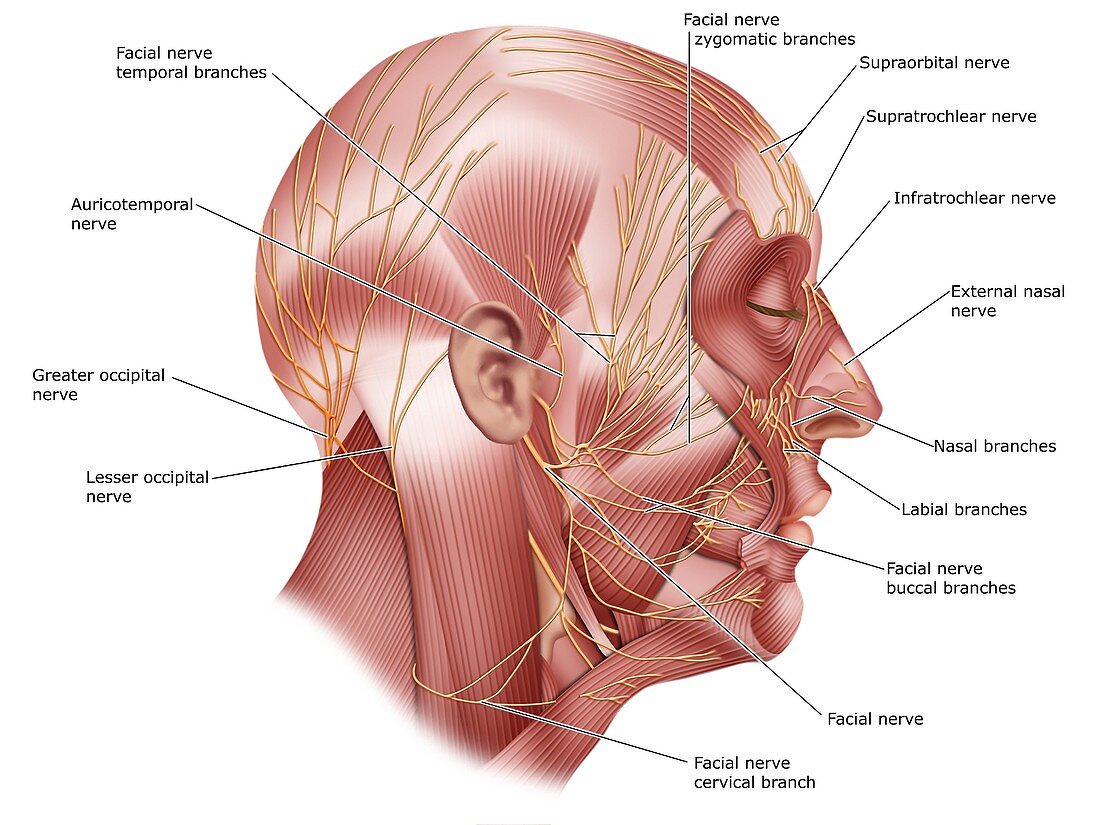 Facial nerve anatomy, illustration