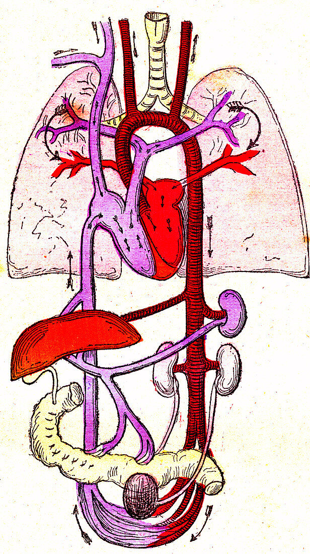 Circulatory system, 19th century