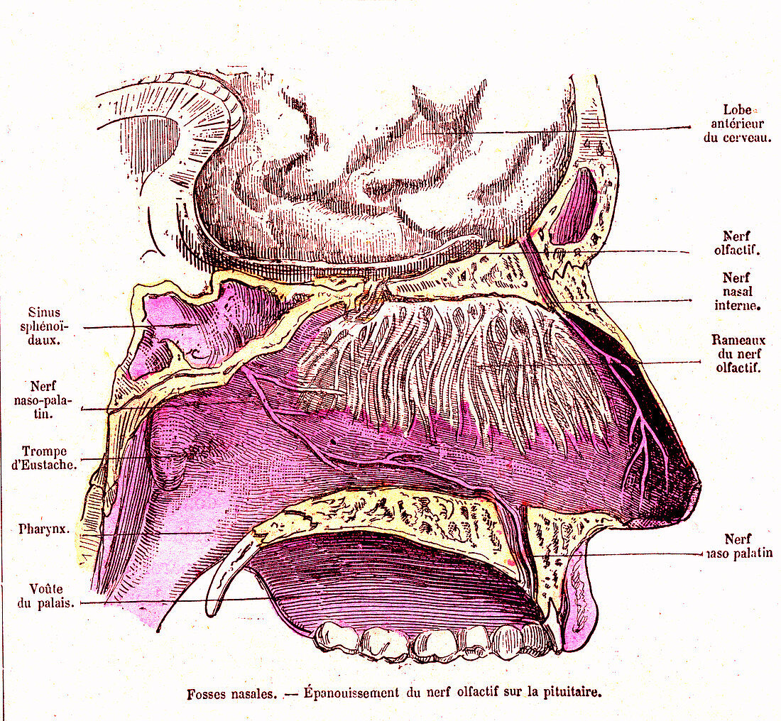 Nose anatomy, 19th century