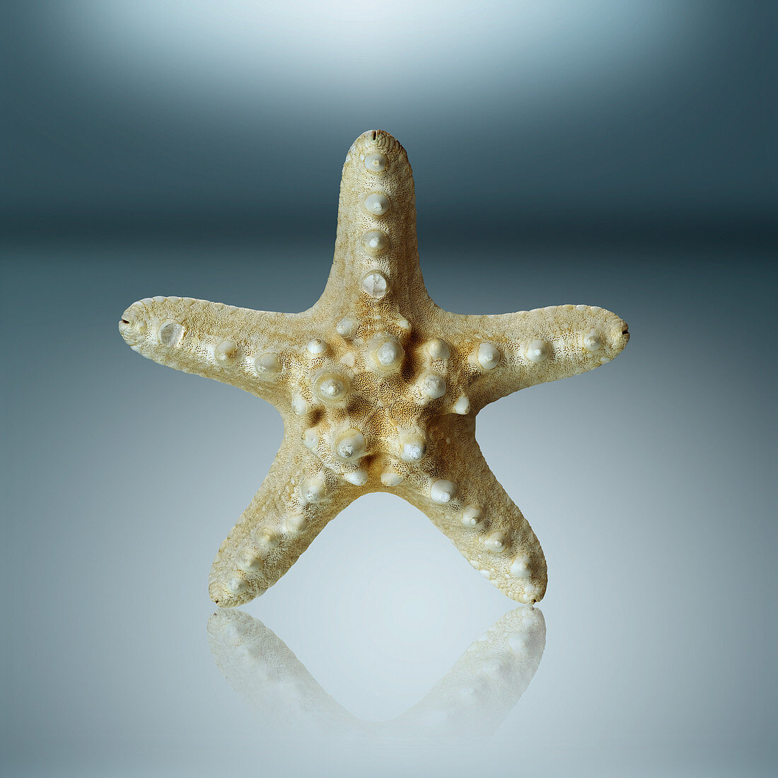 Preserved star fish