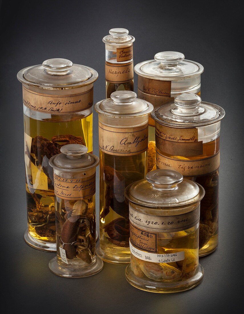 Preserved amphibian specimens