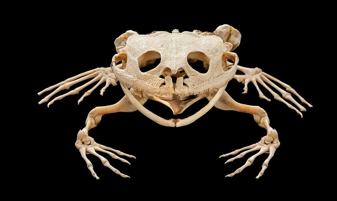 Helmeted water toad skeleton