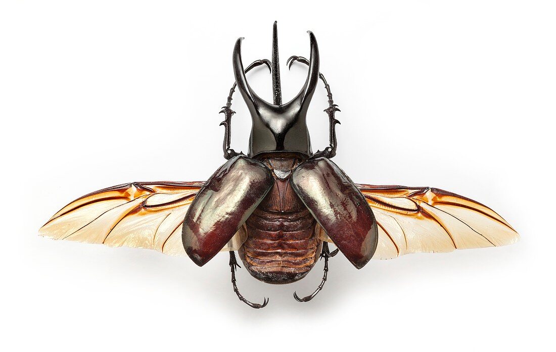 Bornean atlas beetle