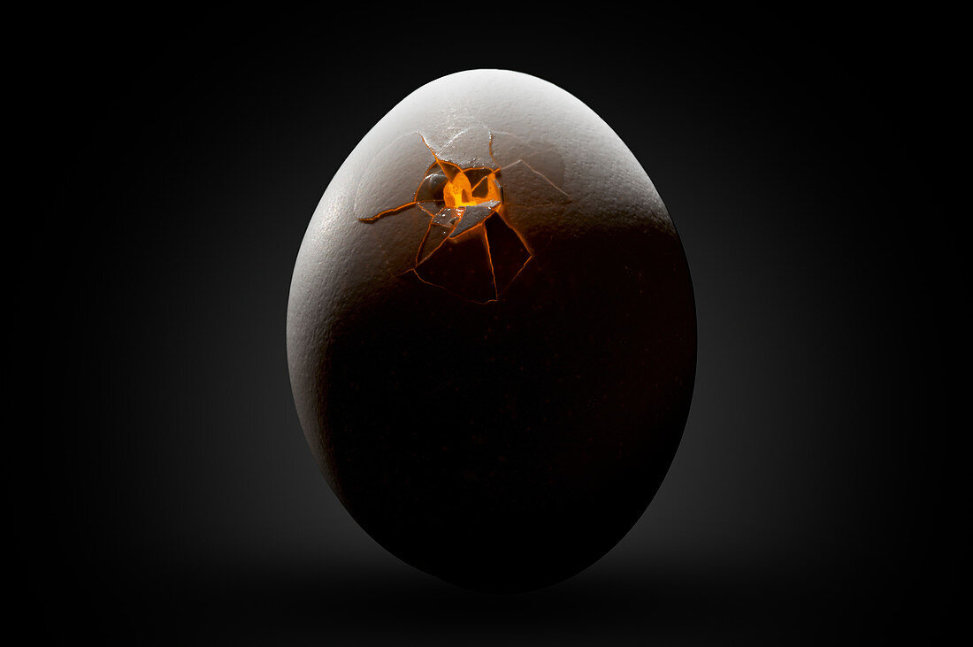 Chicken breaking out of egg, illustration
