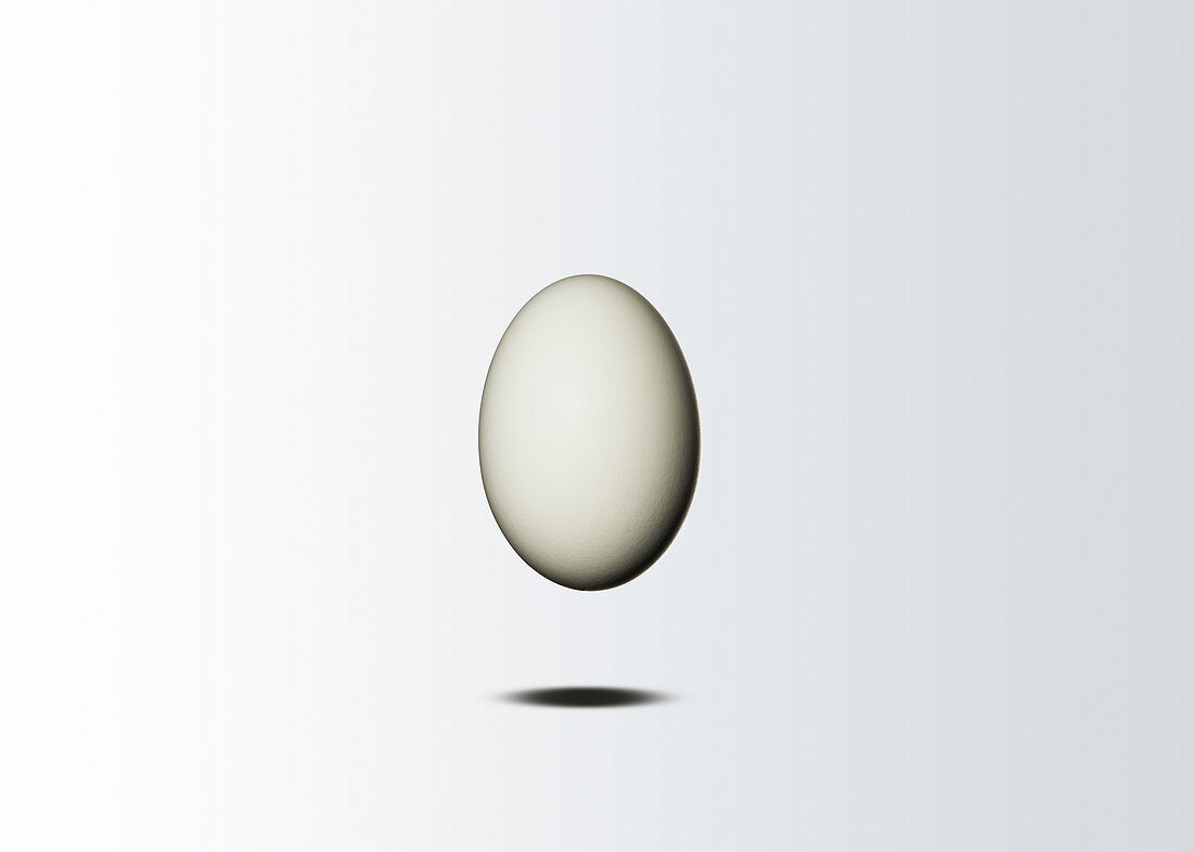 Chicken egg