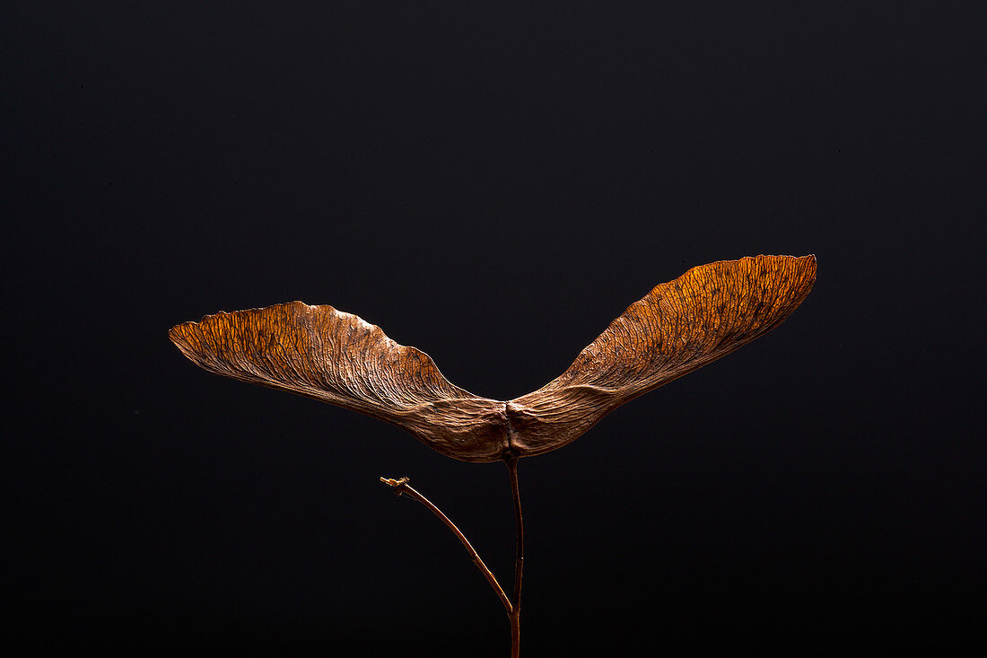 Dried sycamore seed