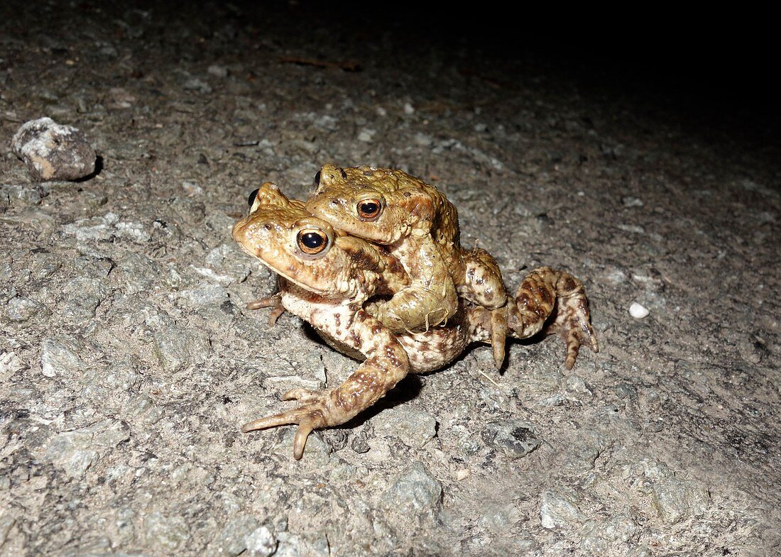 Common toads (Bufo bufo)