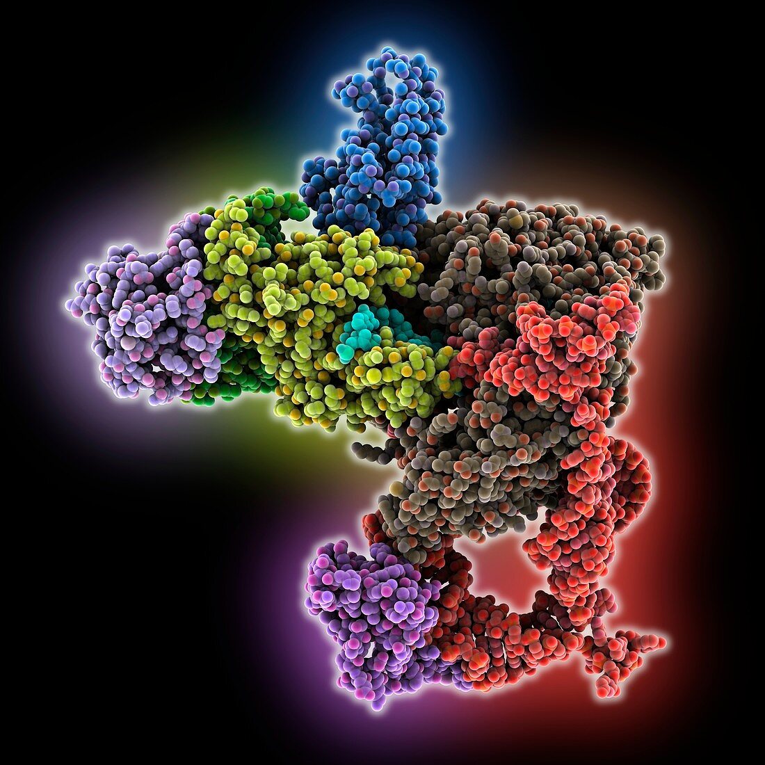 Telomerase with telomeric DNA, molecular model