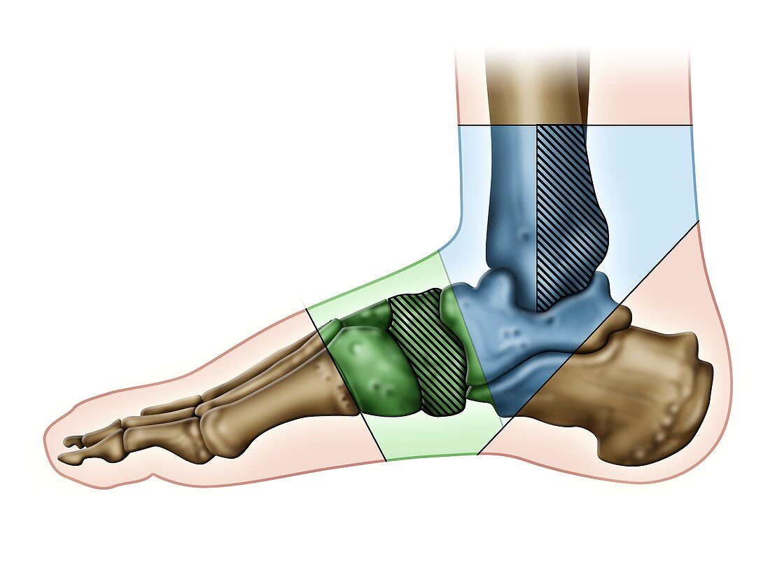 Foot anatomy, illustration