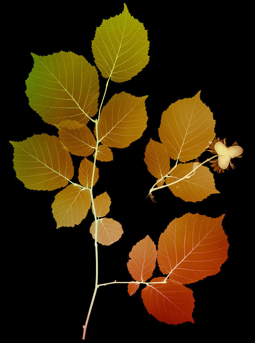 Hazel (Corylus sp.) leaves and nuts, X-ray