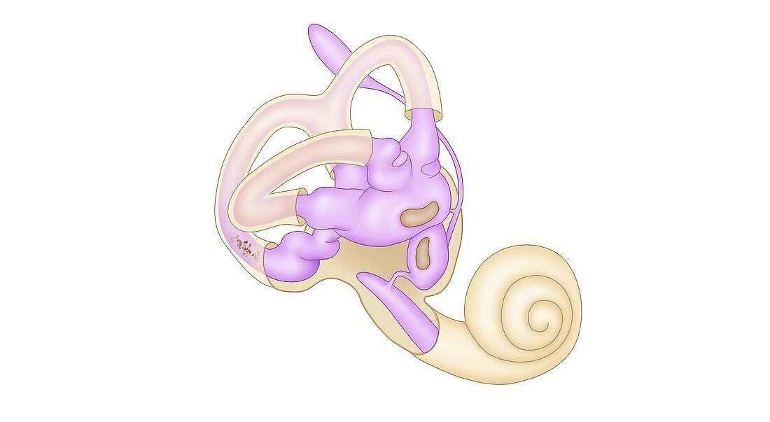 Inner ear anatomy, illustration