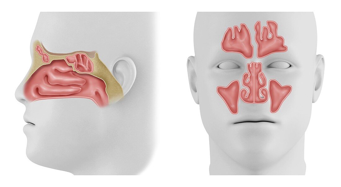 Nasal cavity and paranasal sinuses, illustration