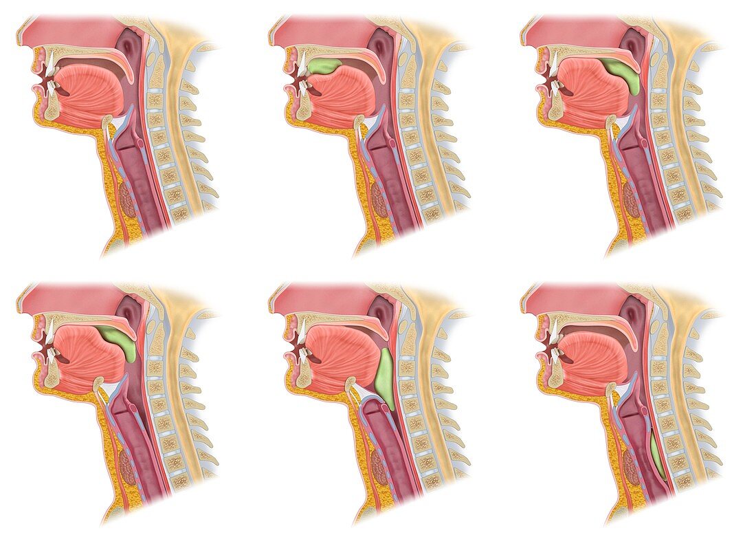 Swallowing mechanism, illustration