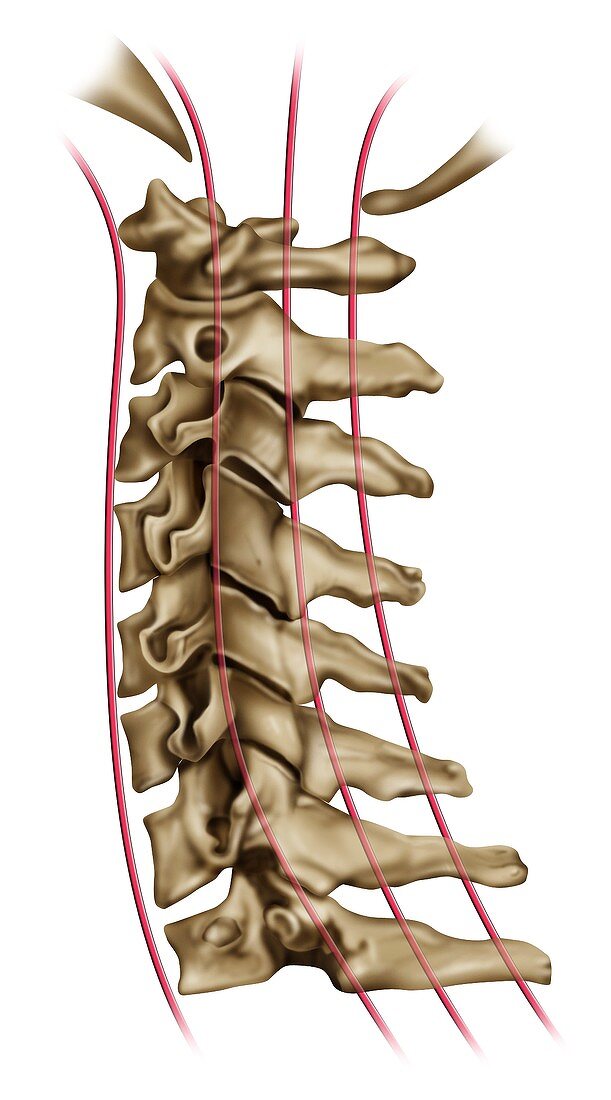 Cervical spine anatomy, illustration