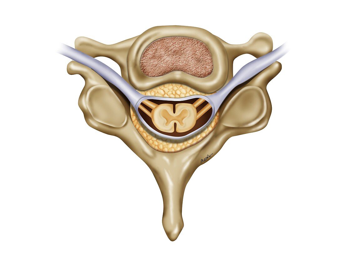 Spinal vertebra anatomy, illustration