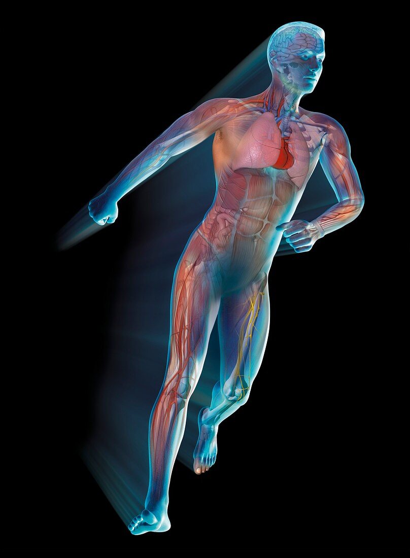 Running man anatomy, illustration