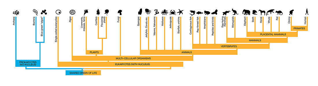 Cladogram of life on Earth, illustration