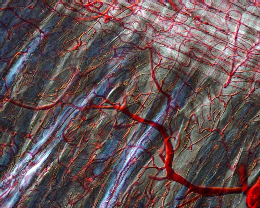 Tongue blood vessels, light micrograph