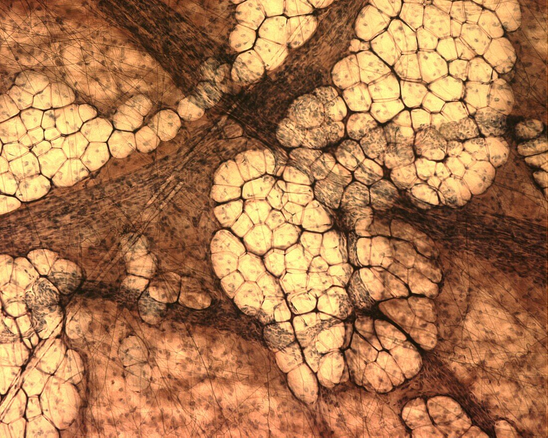 Areolar loose connective tissue, light micrograph