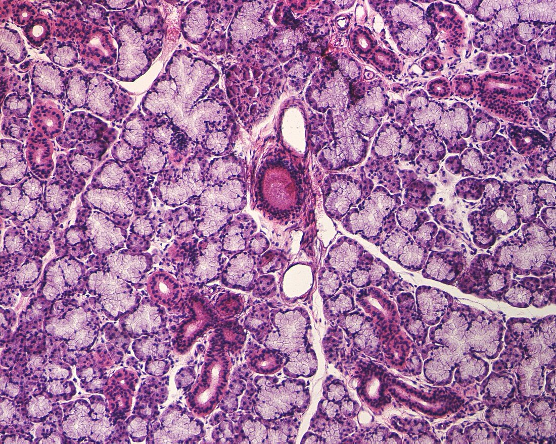 Submandibular salivary gland tissue, light micrograph