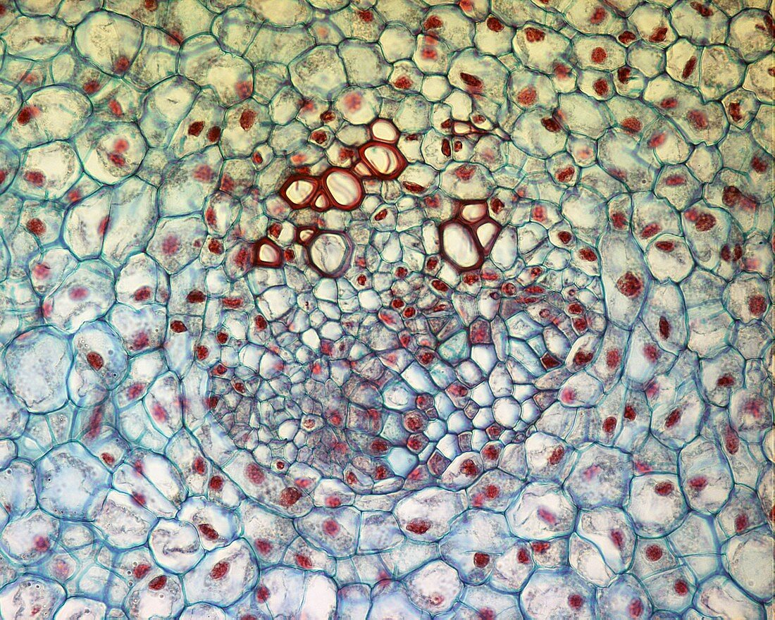 Section through flower ovary, light micrograph