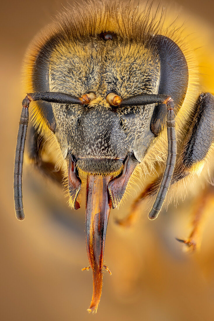 Honey bee head