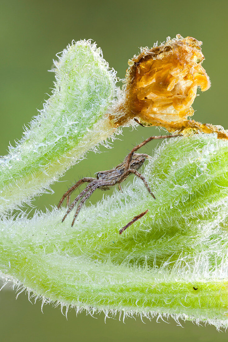 Nursery web spider