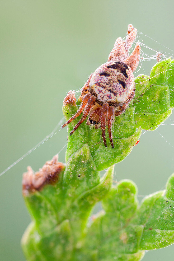 Orb weaver spider