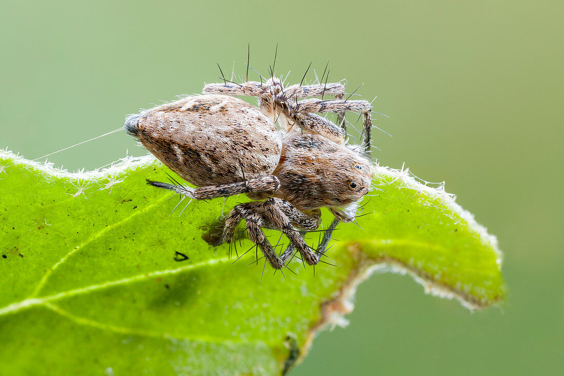 Lynx spider