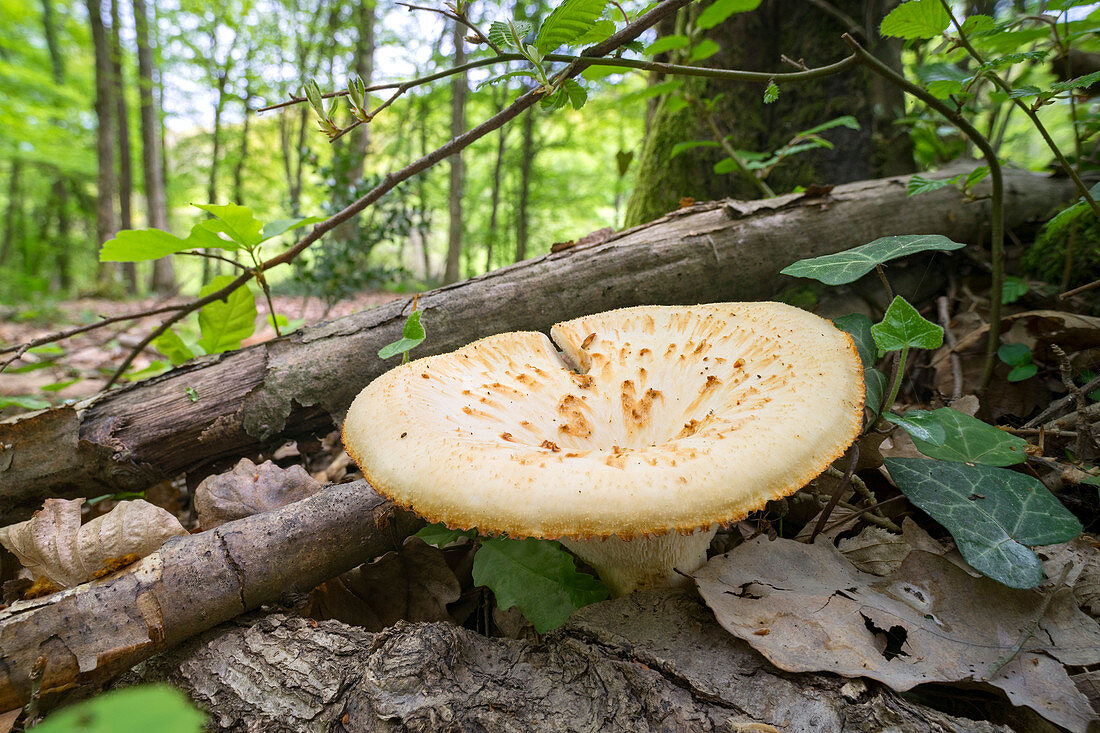 Polyporus tuberaster mushroom