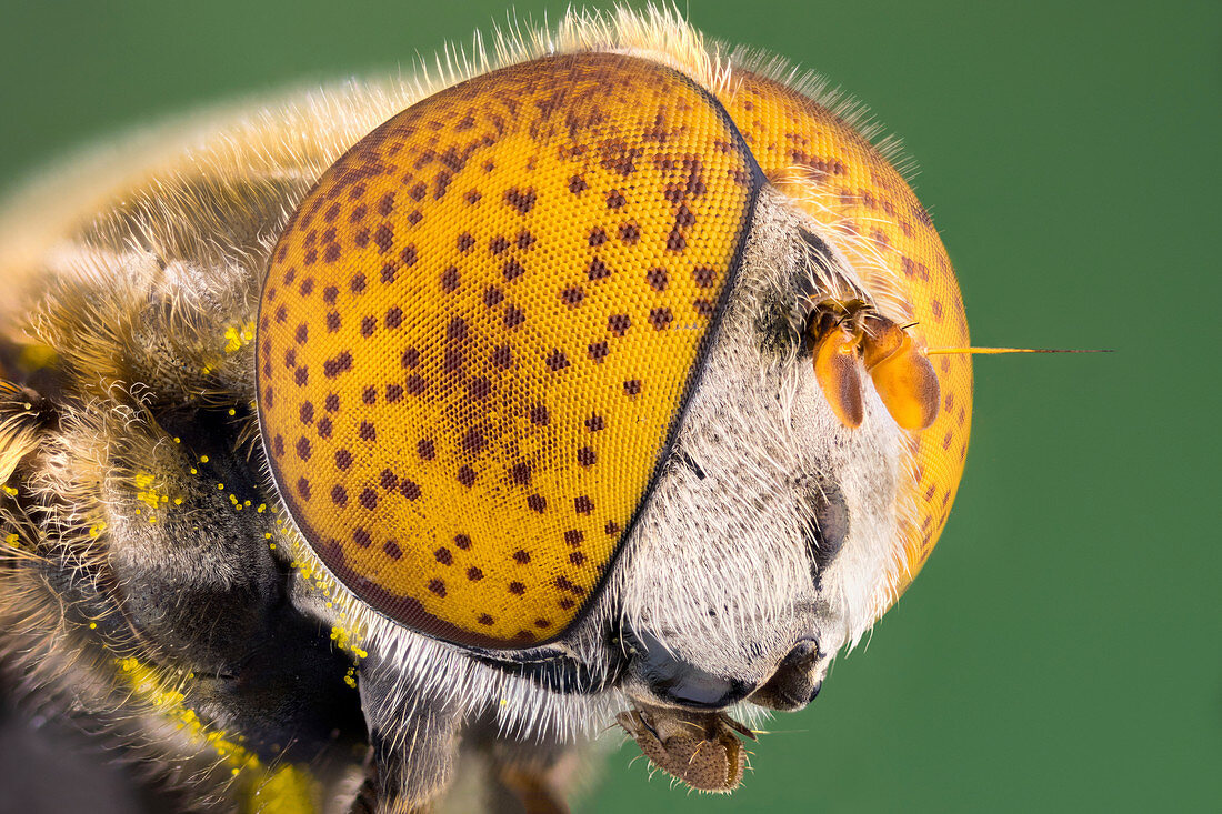 Spotted eye hoverfly