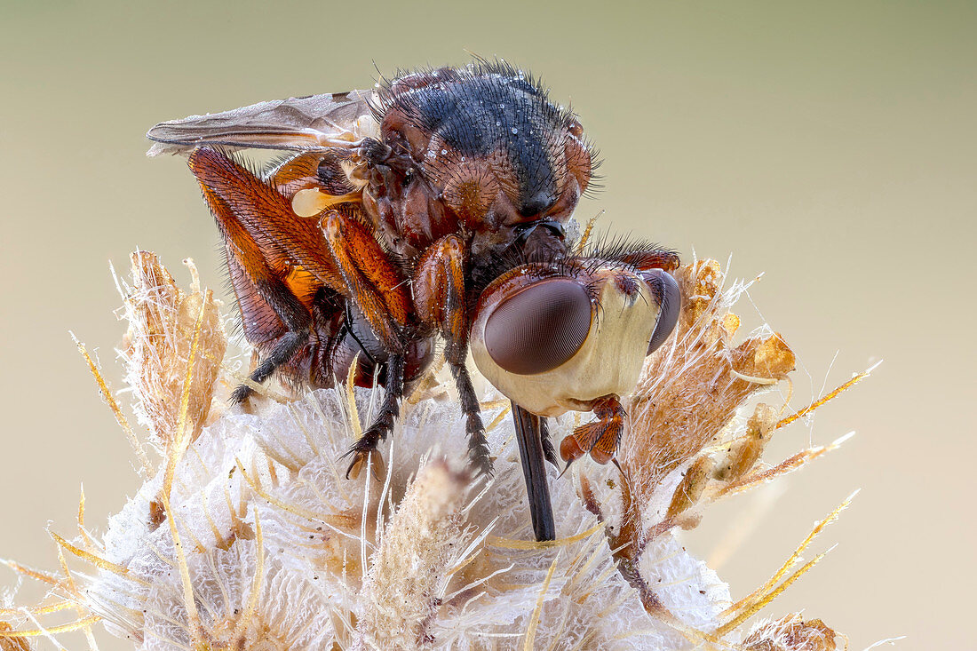 Thick headed fly