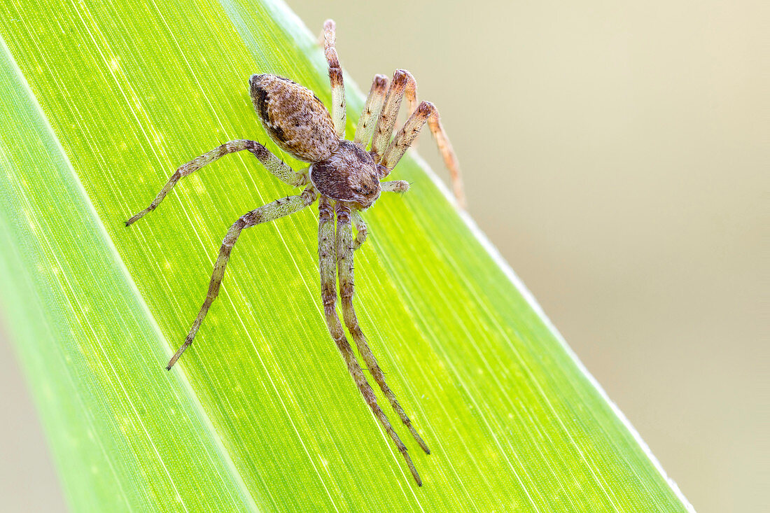 Tmarus crab spider