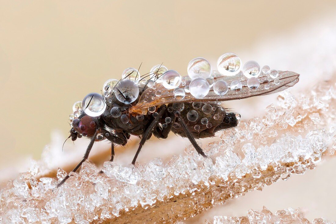Frost-covered fly
