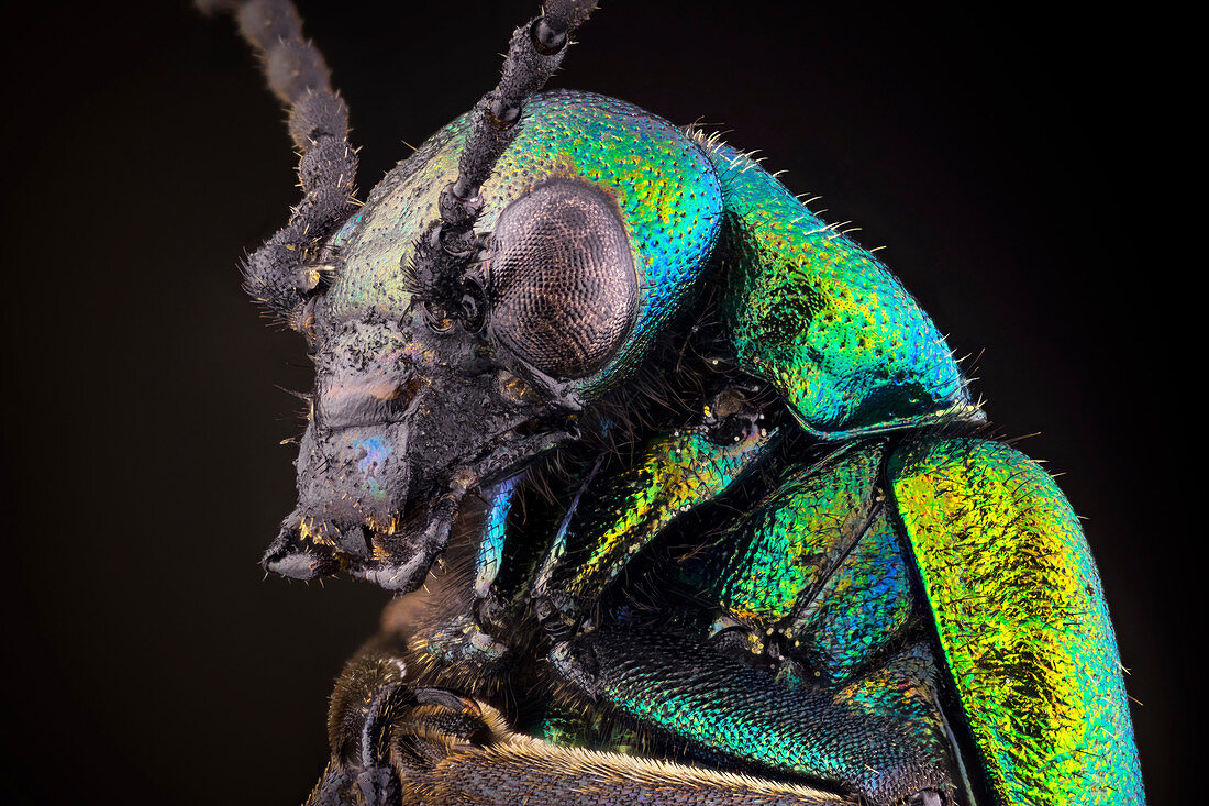 Green Blister beetle portrait