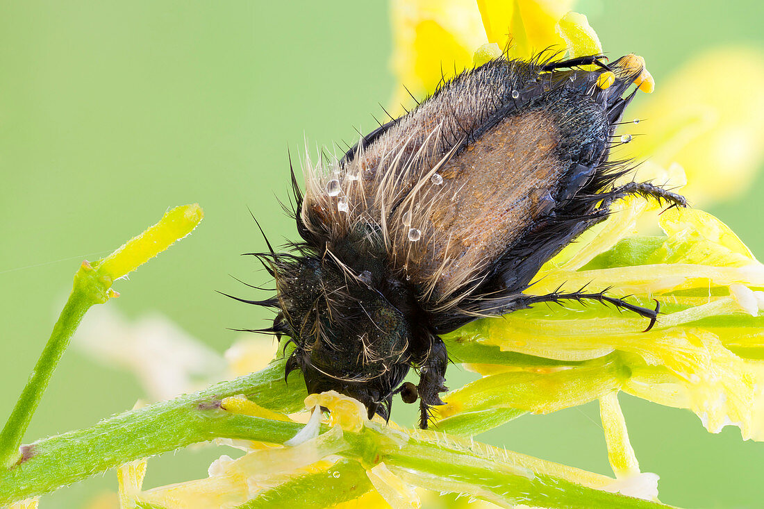 Bumble Bee Scarab Beetle